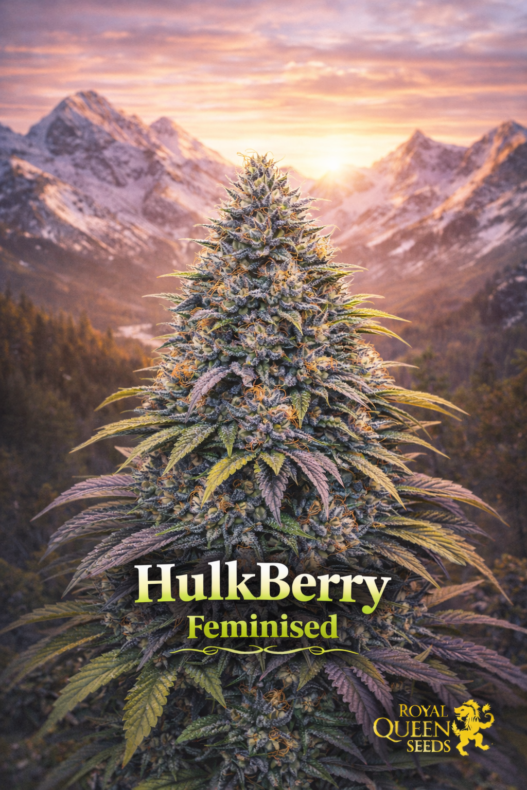 HulkBerry Feminised cannabis plant with frosty purple-green buds set against a dramatic snowy mountain sunset, featuring strain name and Royal Queen Seeds logo.