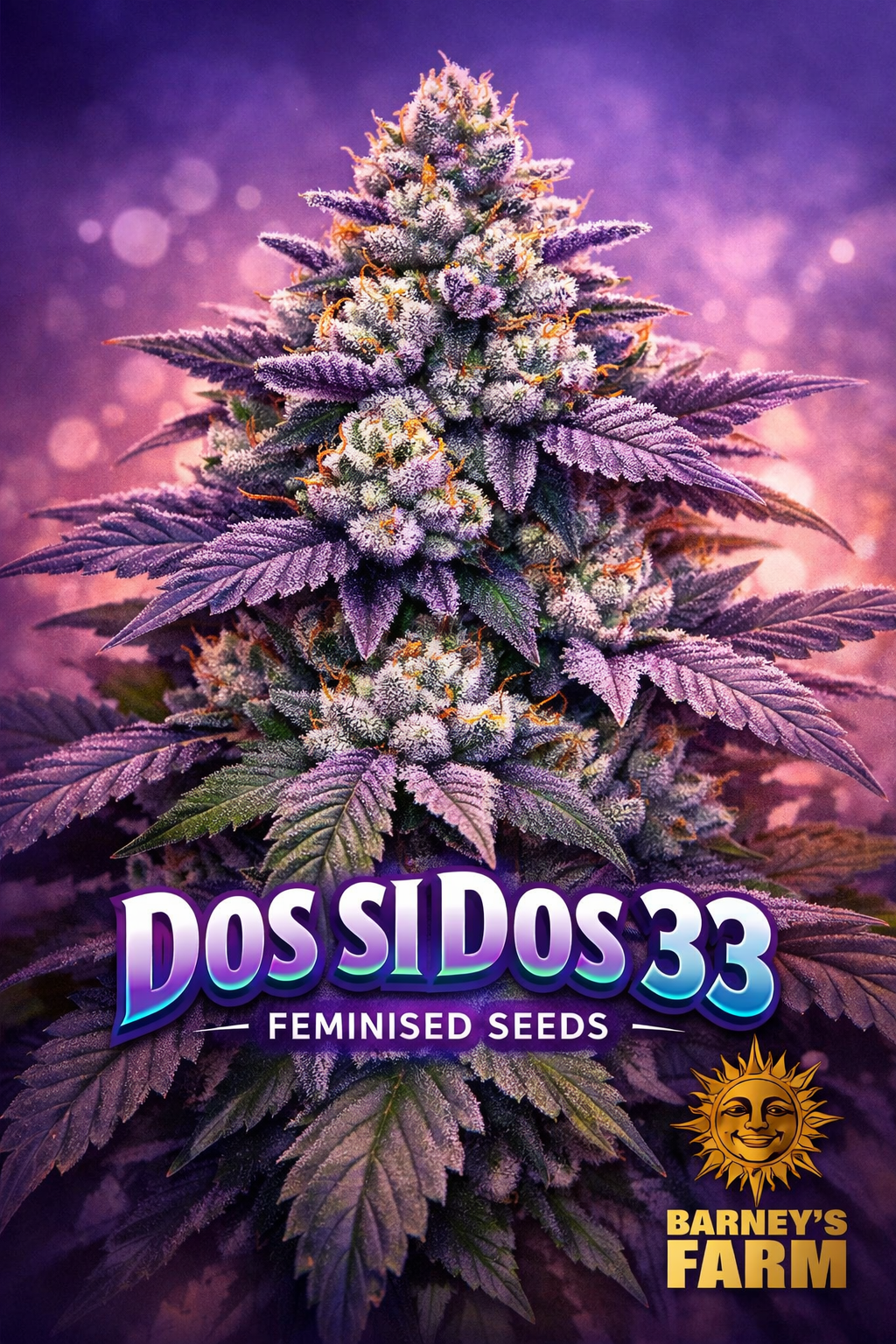 Hyper-realistic close-up of a frosty Dos Si Dos 33 cannabis plant with dense purple-tinted buds and sparkling trichomes, set against a glowing purple-pink gradient background. Bold “Dos Si Dos 33 Feminised Seeds” text appears at the bottom with the Barney’s Farm logo beside it.