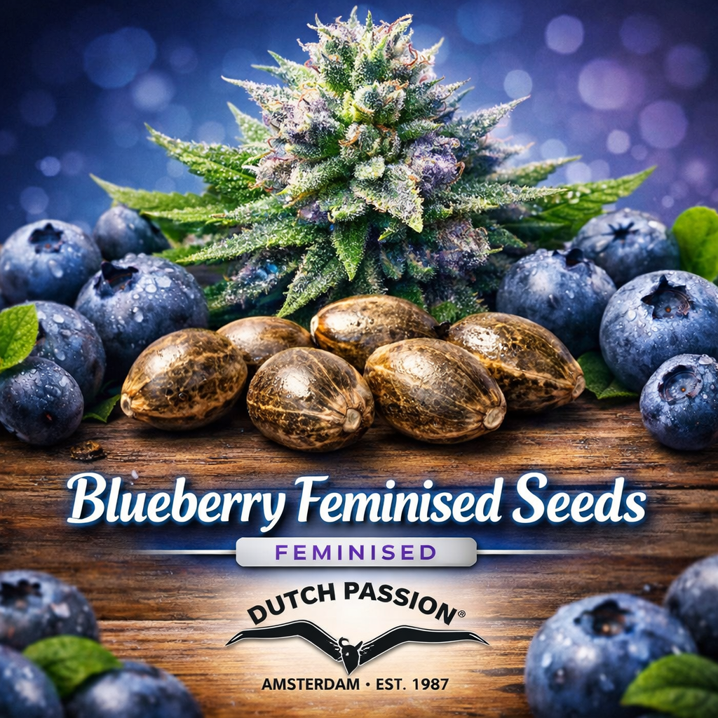 Super-realistic image of Blueberry Feminised Seeds by Dutch Passion, featuring glossy cannabis seeds on a wooden surface surrounded by ripe blueberries, vibrant blue and purple tones, and branded text highlighting feminised genetics.