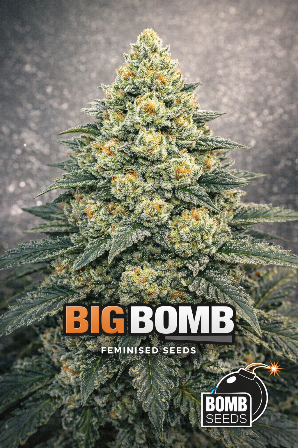 A stylised Big Bomb cannabis plant artwork with dense, explosive-looking buds covered in heavy trichomes, displayed against a dramatic dark-to-red gradient background. Bold “Big Bomb Feminised Seeds” text appears at the bottom, with the Bomb Seeds logo positioned on the lower right.