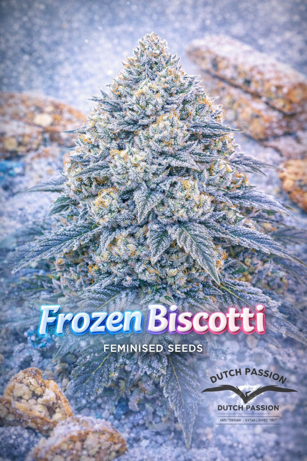 Frozen Biscotti Feminised Seeds – Dutch Passion