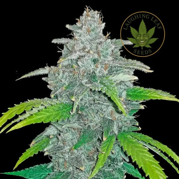 LSD Auto Feminised - Barney's Farm - Collectible Botanical Beans