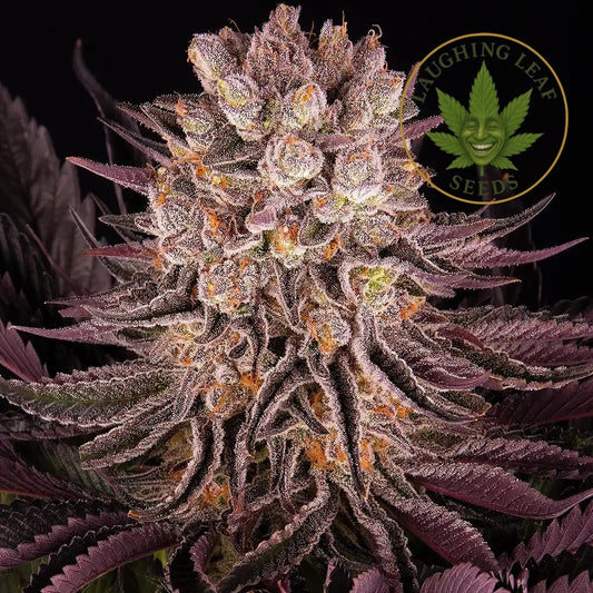 Mimosa x Orange Punch Auto Feminised - Barney's Farm - Collectible Botanical Beans