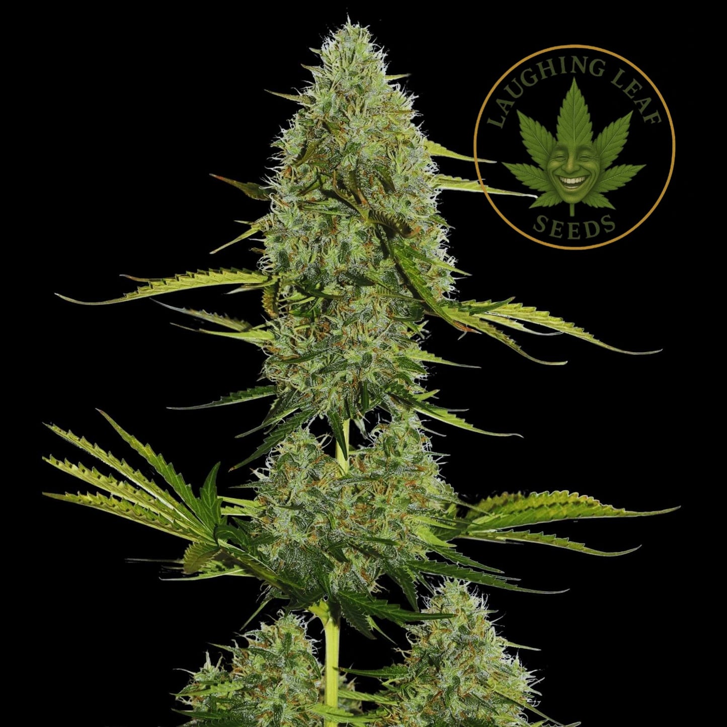 Moby Dick Auto - Barney's Farm – Collectible Botanical Beans