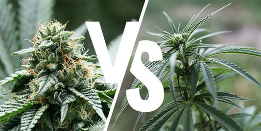 What’s the Difference Between Indica & Sativa Seeds? (And Why One Might Belong on Your Shelf Next to Your Funky Souvenir Mug)