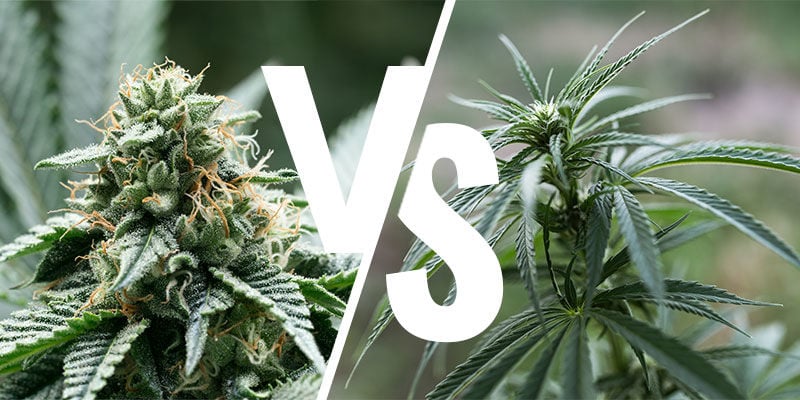 Side-by-side comparison of indica and sativa cannabis plants