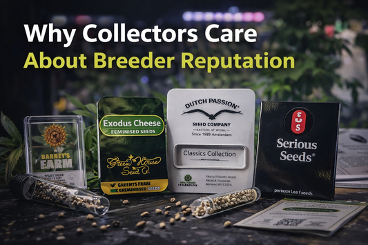 Editorial-style image showing premium cannabis seed packaging from established breeders arranged on a dark surface, highlighting brand identity, seed presentation, and collector-focused design against a softly lit, modern background.