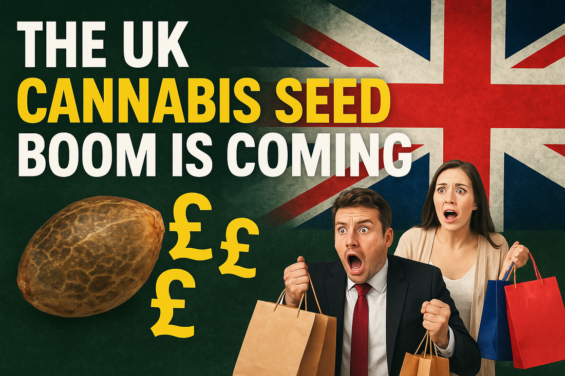 UK cannabis seed boom image with Union Jack, seed graphic and pound symbols.