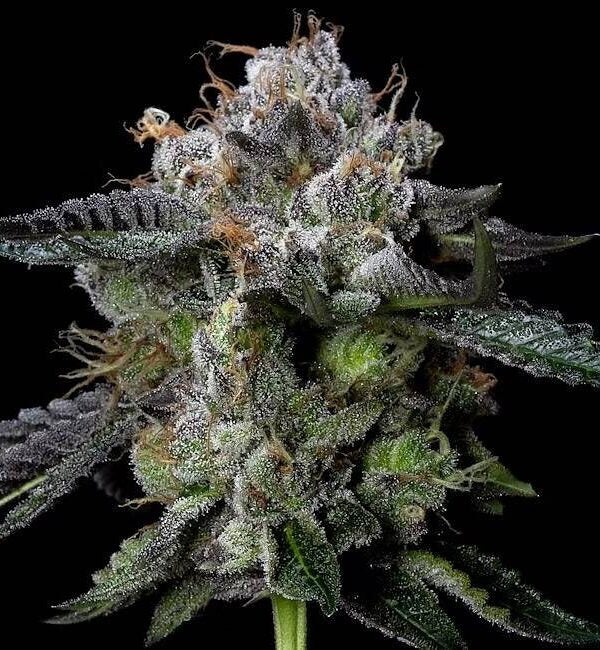 Landrace Warden frosty leafs and buds with black background 