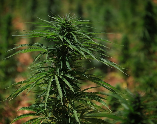 CBD-rich cannabis plant with low-THC, resin-coated buds.