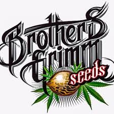 Brothers Grimm cannabis plant known for potent, stable genetics.