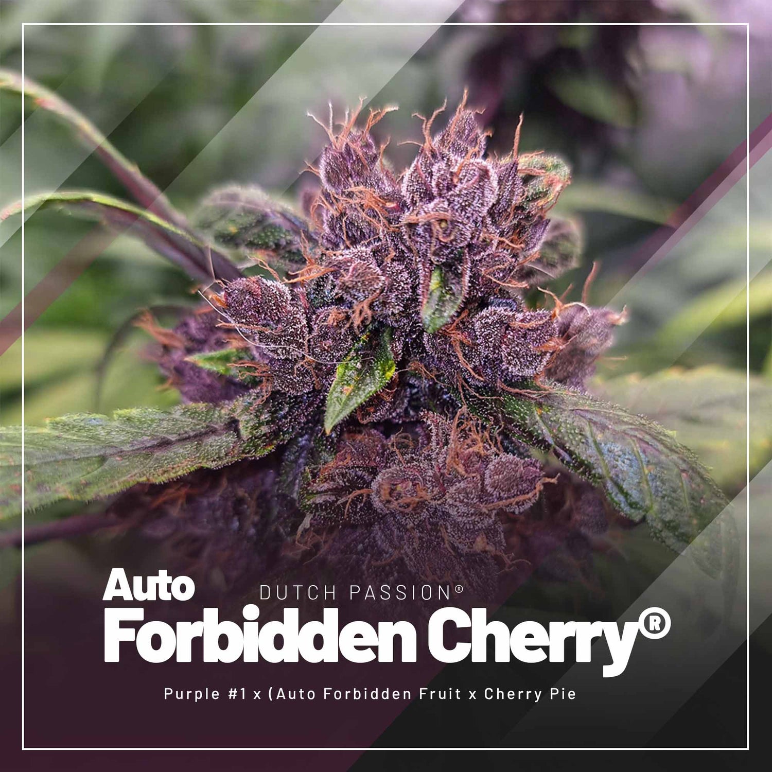 Dutch Passion Purple cannabis plant