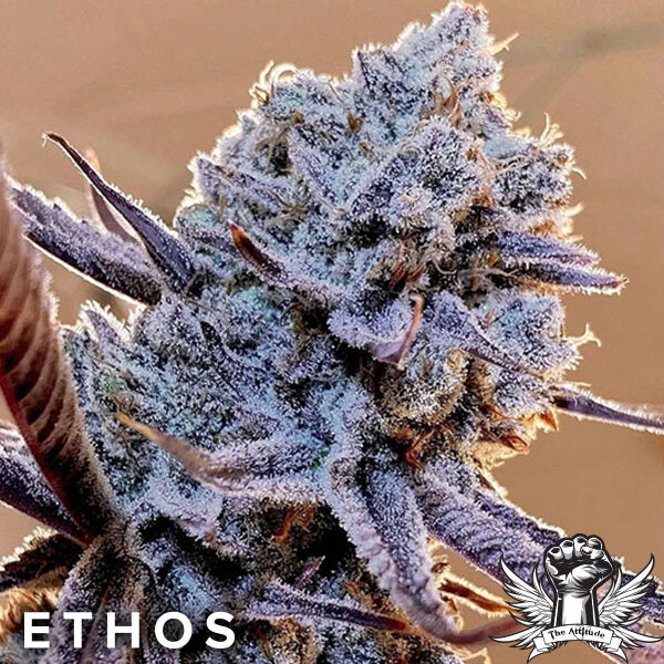 Ethos Genetics cannabis plant featuring modern high-performance traits.