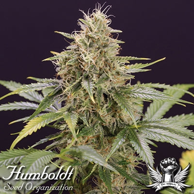 Humboldt-style cannabis plant known for premium Californian genetics