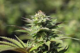 Hybrid cannabis plant showing mixed traits and vibrant buds.