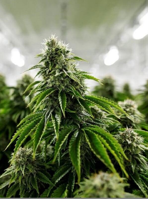 Medium-THC cannabis plant with dense frosty green buds.