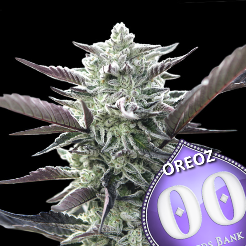 00 Seed Bank Oreoz cannabis strain image