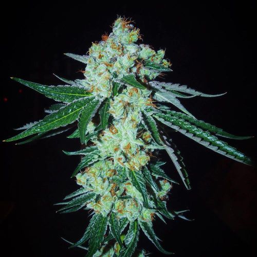 Regular Cannabis plant image dark background