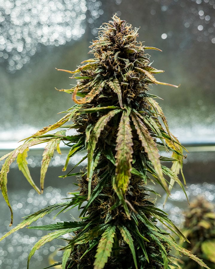 Tall Sativa plant image Laughing Leaf Seeds