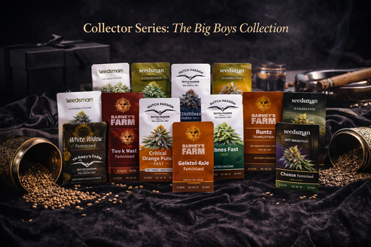 Collector Series The Big Boys Collection featuring fifteen cannabis seed strains from multiple breeders arranged in a luxury studio display with premium collector packaging