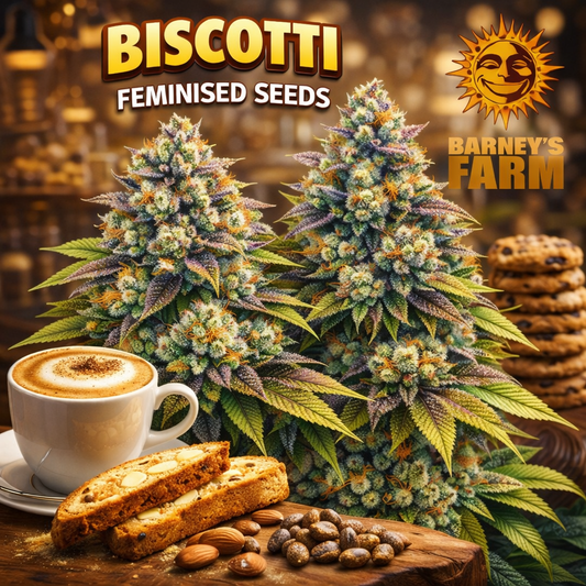 Biscotti Feminised Seeds by Barney’s Farm — detailed cannabis plant artwork with frosty purple-green buds, warm bakery-style biscotti theme, nuts and pastry elements, branded promotional image for UK seed collectors.