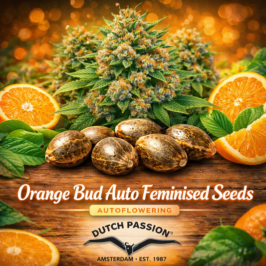 Orange Bud Auto Feminised Seeds by Dutch Passion with citrus orange theme and dense flowering plant.