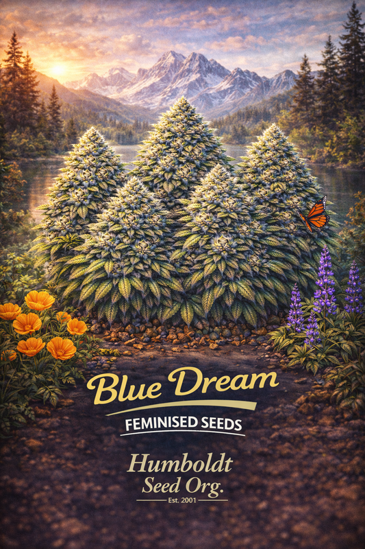 A realistic Blue Dream cannabis plant cluster in a dreamy blue night scene with mountains, butterflies, and mist, with the strain name and Humboldt Seed Org. logo visible.