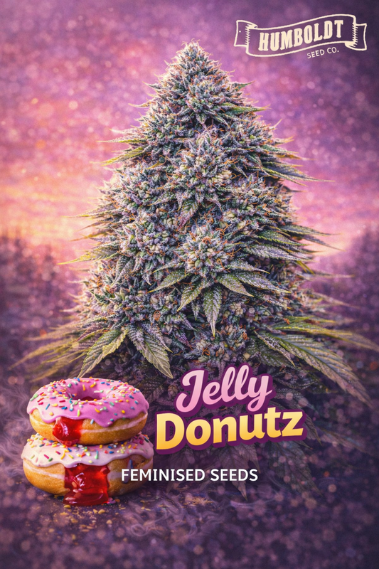 Jelly Donutz Feminised Seeds product image showing a frosty multi-coloured cannabis plant with dense buds, set against a dreamy purple background, with stacked jelly-filled donuts at the base, plus the Humboldt Seed Co. logo and bold Jelly Donutz strain title.