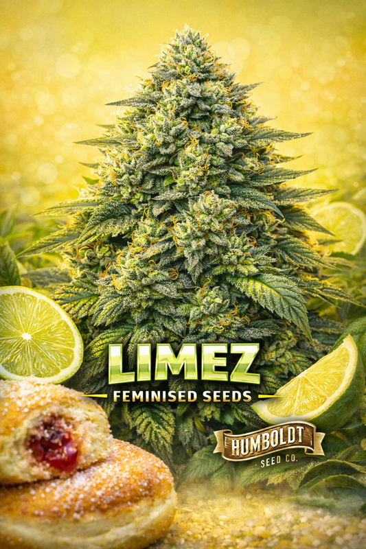 Limez Feminised Seeds by Humboldt Seed Co – ultra-realistic bright green cannabis plant with frosty lime-coloured buds and orange pistils, set against a vivid citrus-yellow gradient background with sliced limes as subtle props; bold LIMEZ text at the bottom with the Humboldt Seed Co logo underneath