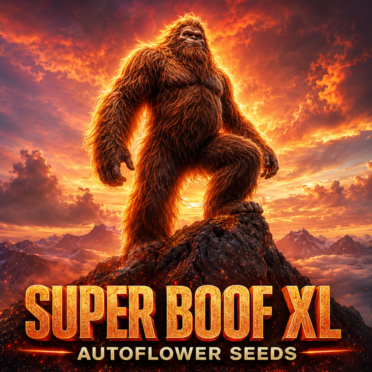 A dramatic fantasy-style poster showing a large furry ape-like figure standing on a rocky mountain peak against a fiery orange sunset sky. Large text at the bottom reads “SUPER BOOF XL” and “AUTOFLOWER SEEDS.