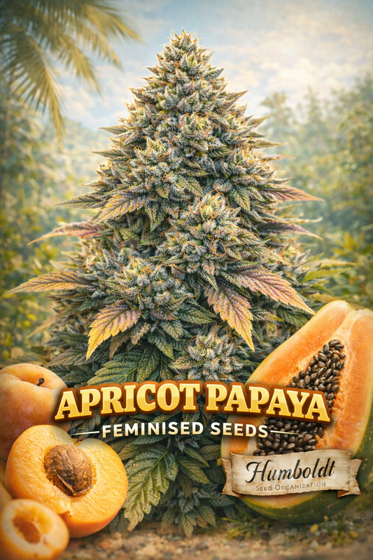 Hyper-realistic Apricot Papaya cannabis plant artwork with frosty orange-green buds, tropical summer background with palm trees, ripe apricots and papaya in the foreground, strain name ‘Apricot Papaya Feminised Seeds’ and Humboldt Seed Co. logo at bottom