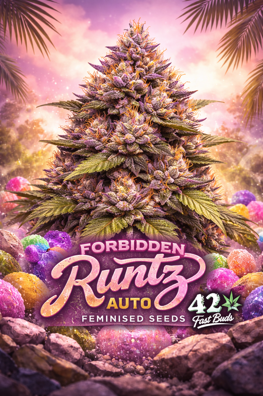 Forbidden Runtz Auto cannabis artwork showing a dense purple multi-cola plant surrounded by colourful candy-like spheres, tropical pink-purple gradient background, bold glossy Runtz-style text at the bottom, and Fast Buds logo on the right.