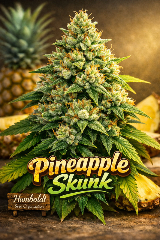 Hyper-realistic cannabis plant for Pineapple Skunk Feminised Seeds by Humboldt Seed Organization, featuring dense frosty buds, vibrant green fan leaves, and a tropical pineapple-themed background with bold strain name typography