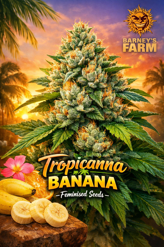 tropical themed plant image including banana slices and tropical themed back ground for laughing leaf seeds