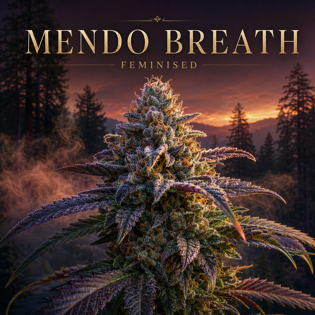 A large cannabis bud centered against a dark forest landscape at sunset, with the text 'MENDO BREATH' and 'FEMINISED' at the top.