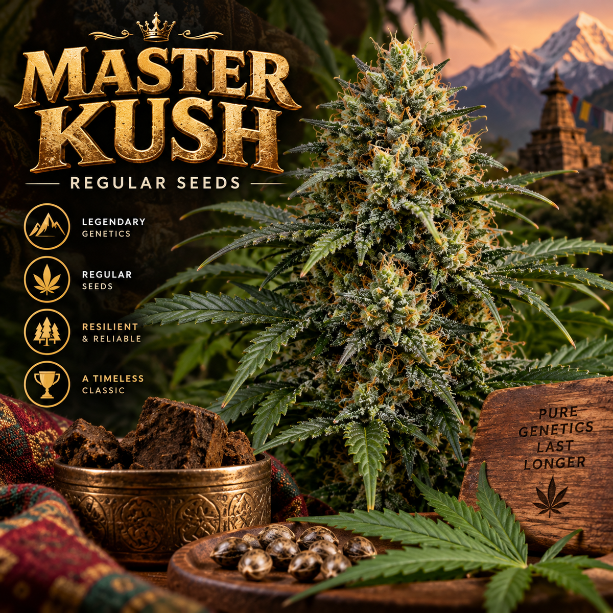 Master Kush Regular Seeds promotional image featuring a dense, resin-covered cannabis flower with seeds, traditional Himalayan-inspired scenery and premium gold branding.