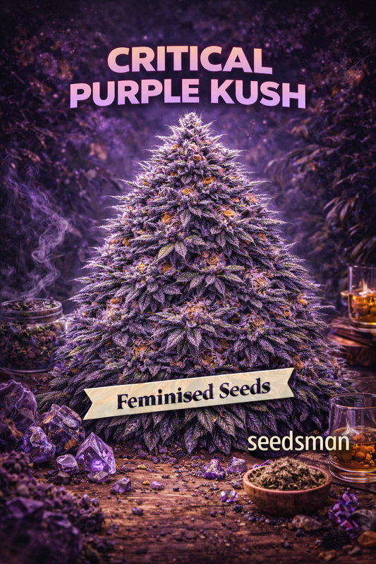 Hyper-realistic promotional artwork of “Critical Purple Kush Feminised Seeds – Seedsman,” featuring a dense cannabis plant shaped like a full, rounded Christmas-tree structure with deep purple buds, thick frosty trichomes, and bright orange pistils. The background shows a moody purple forest with drifting smoke. The foreground includes amethyst crystals, scattered herbs, a jar of buds, and a whisky glass on a rustic wooden surface. Bold “Critical Purple Kush” text appears at the top, with a “Feminised Seeds