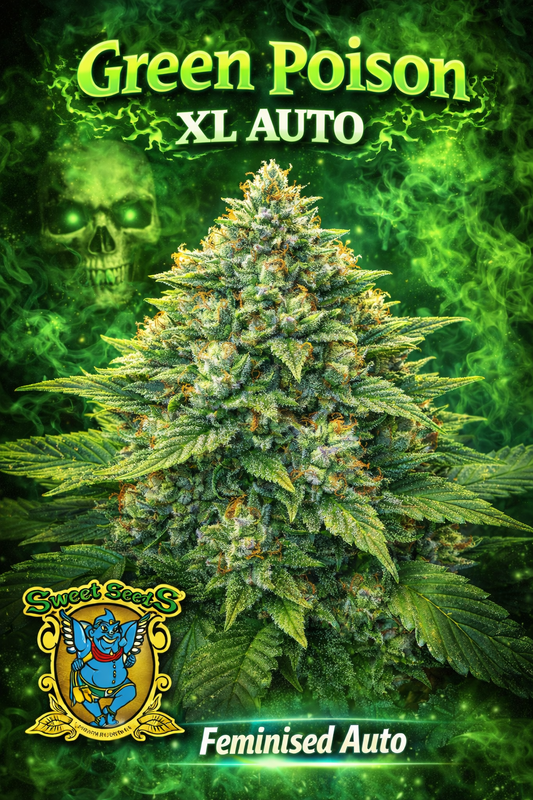 Hyper-realistic Green Poison XL Auto Feminised cannabis plant with an oversized bushy structure, thick resin-heavy buds, bright toxic-green colour tones, forest mist effects, and “Green Poison XL Auto – Feminised – Sweet Seeds” branding in a bold poison-themed layout.