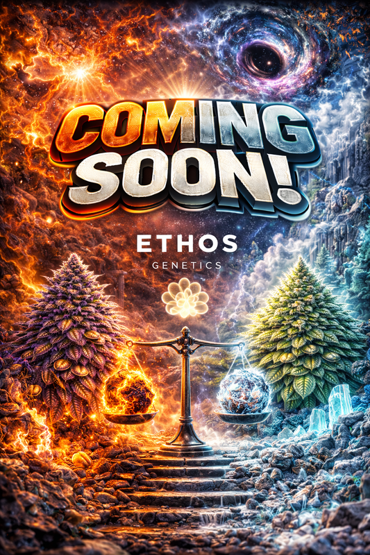 Inzane Auto Feminised – Ethos Genetics – Ethos Genetics cannabis seeds (coming soon)