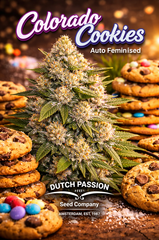 Super-realistic Colorado Cookies Auto Feminised cannabis plant with heavy frosty buds surrounded by chocolate chip cookies, dessert colours, and “Colorado Cookies – Auto Feminised – Dutch Passion” branding in a warm, bakery-themed layout.