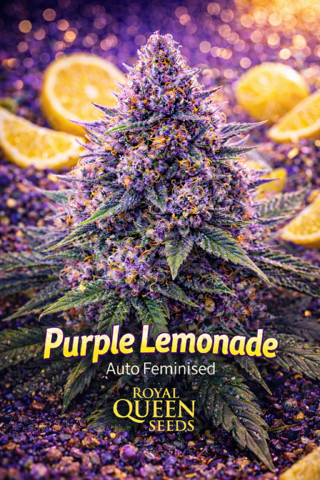 Purple Lemonade Auto feminised cannabis plant by Royal Queen Seeds, shown from a slightly elevated angle with deep purple buds, vibrant orange pistils and subtle lemon accents against a rich purple background, presented as a UK collectable seed image. 