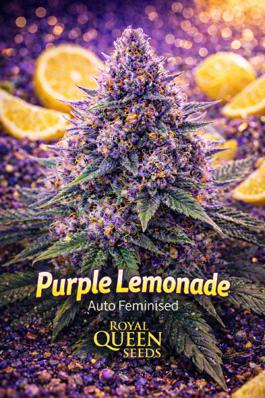 Purple Lemonade Auto feminised cannabis plant by Royal Queen Seeds, shown from a slightly elevated angle with deep purple buds, vibrant orange pistils and subtle lemon accents against a rich purple background, presented as a UK collectable seed image. 