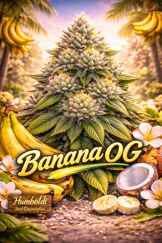 Hyper-realistic Banana OG Feminised Seeds artwork by Humboldt Seed Company, showing a dense frosty cannabis plant with tropical banana accents, bright golden lighting, coconut and flower details, and bold banana-themed strain name typography.