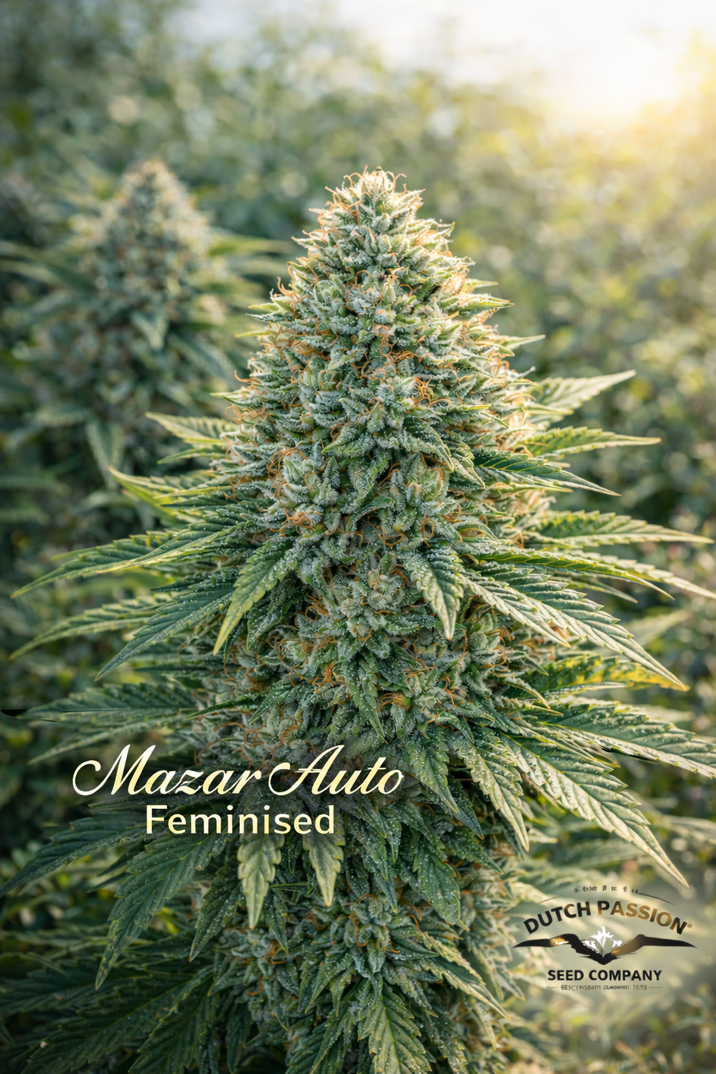 Mazar Auto feminised cannabis plant by Dutch Passion, shown in bright natural light with dense Afghan-style flowering structure and elegant strain name overlay, presented as a UK collectable seed image