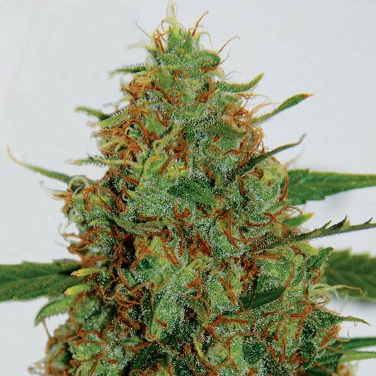 C99 Feminised Seeds - G13 Labs product image