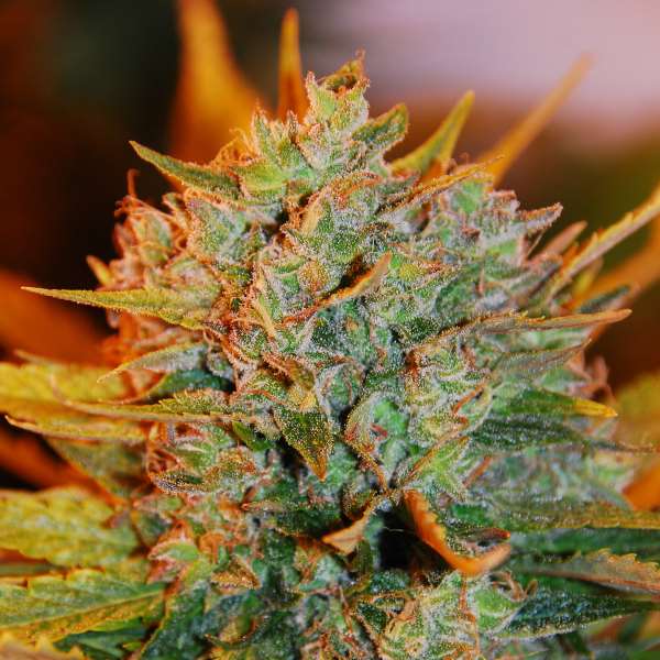 Gigabud Feminised Seeds - G13 Labs product image