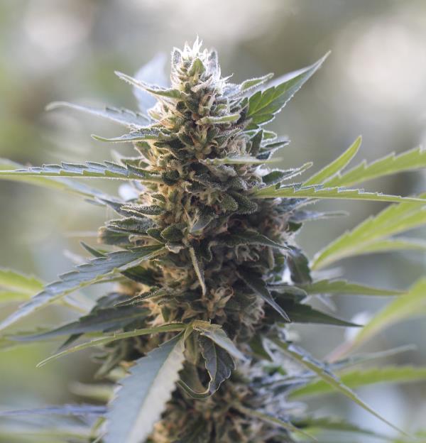 Northern Lights x Skunk Feminised Seeds - G13 Labs product image