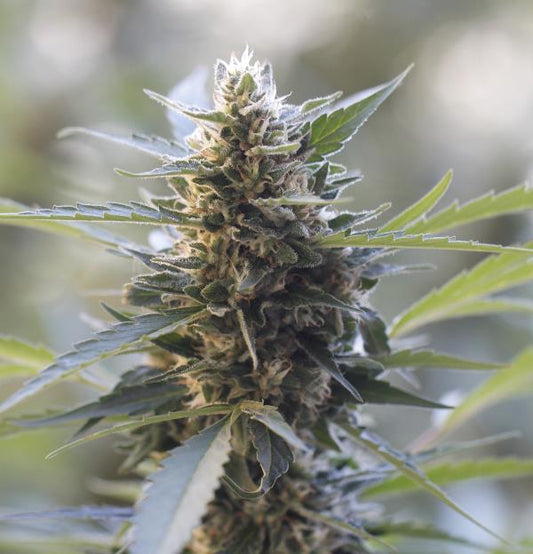 Northern Lights x Skunk Feminised Seeds - G13 Labs product image