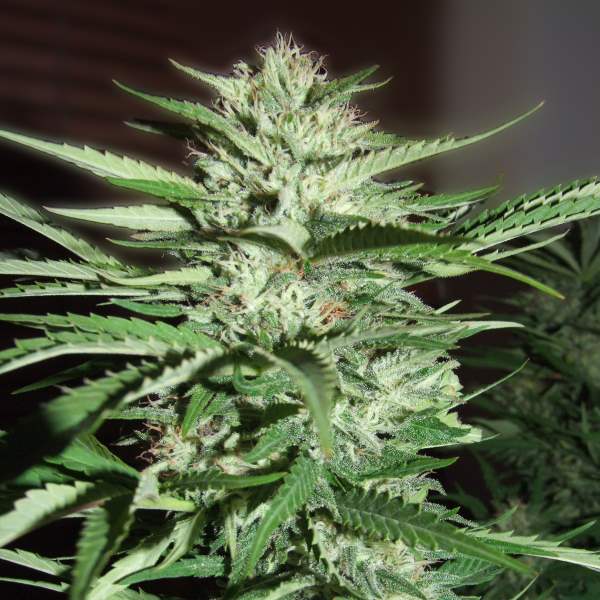 Pineapple Express Feminised Seeds - G13 Labs product image