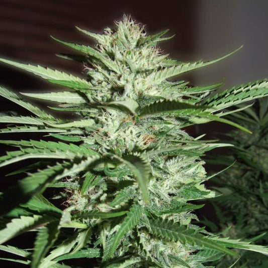Pineapple Express Feminised Seeds - G13 Labs product image